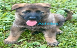 German Shepherd dogs for sale: Achilles - Image 2