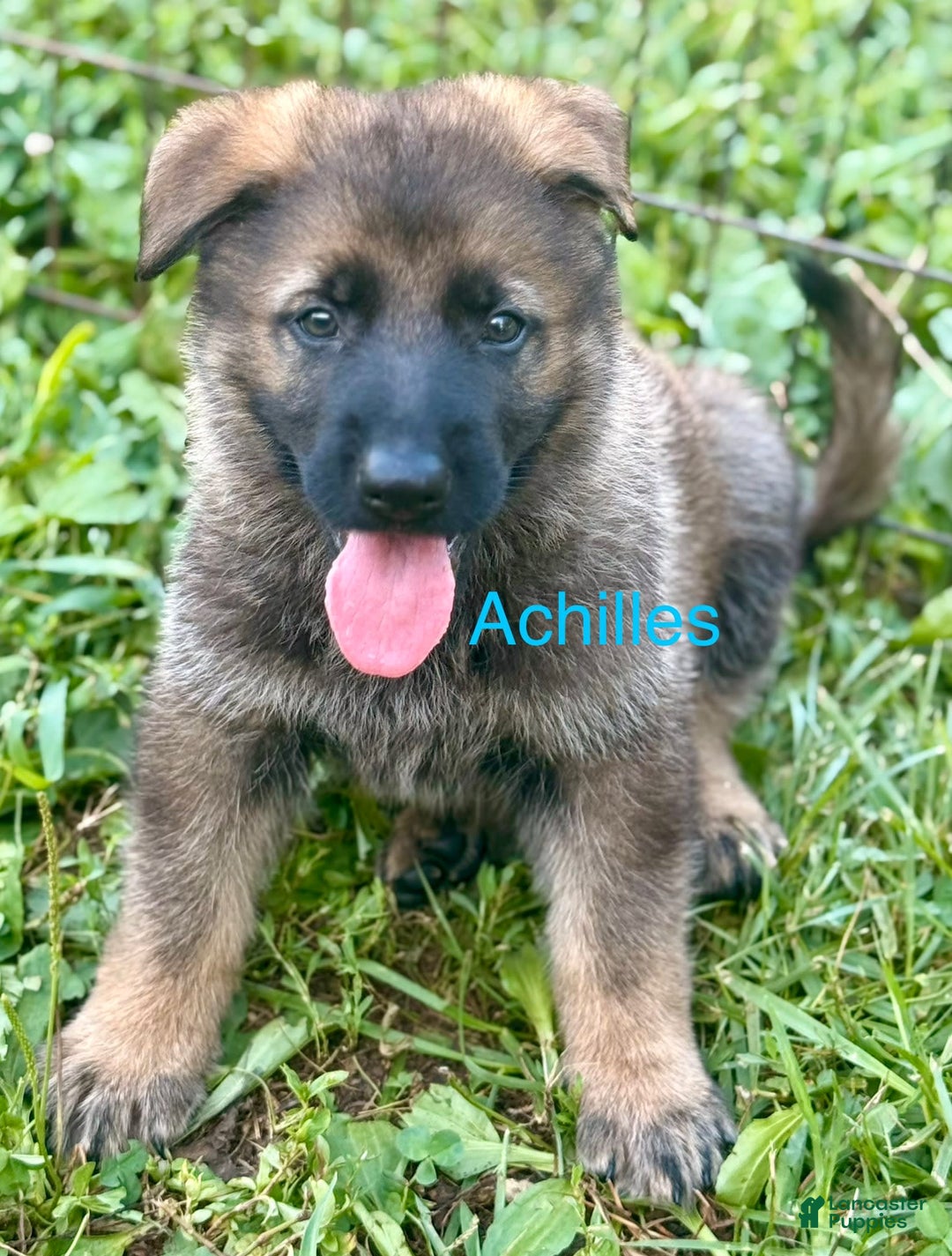 German Shepherd dogs for sale: Achilles - Image 2