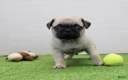 Pug dogs for sale: Mikey - Image 2