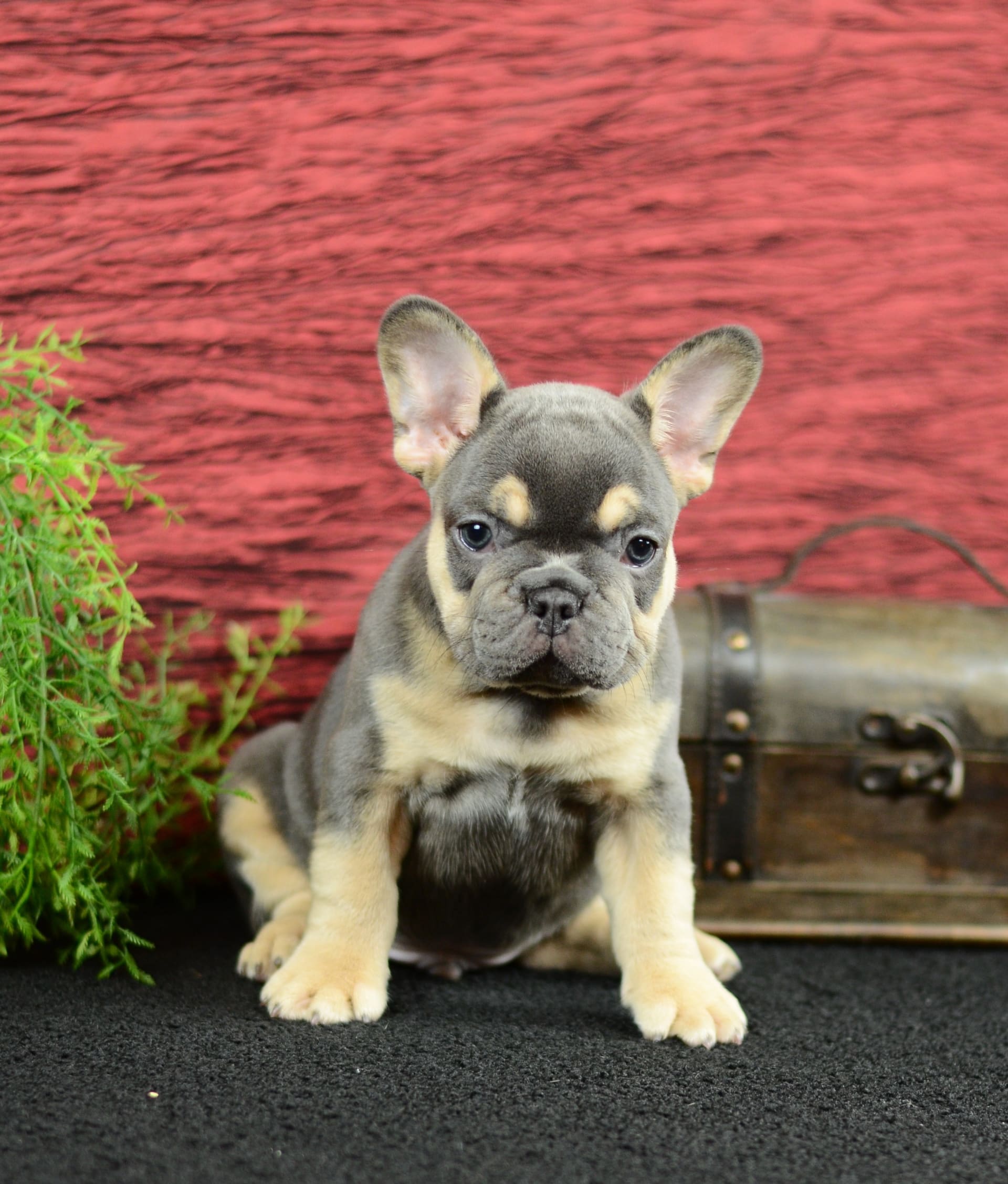 French Bulldog dogs for sale: Trooper - Image 2