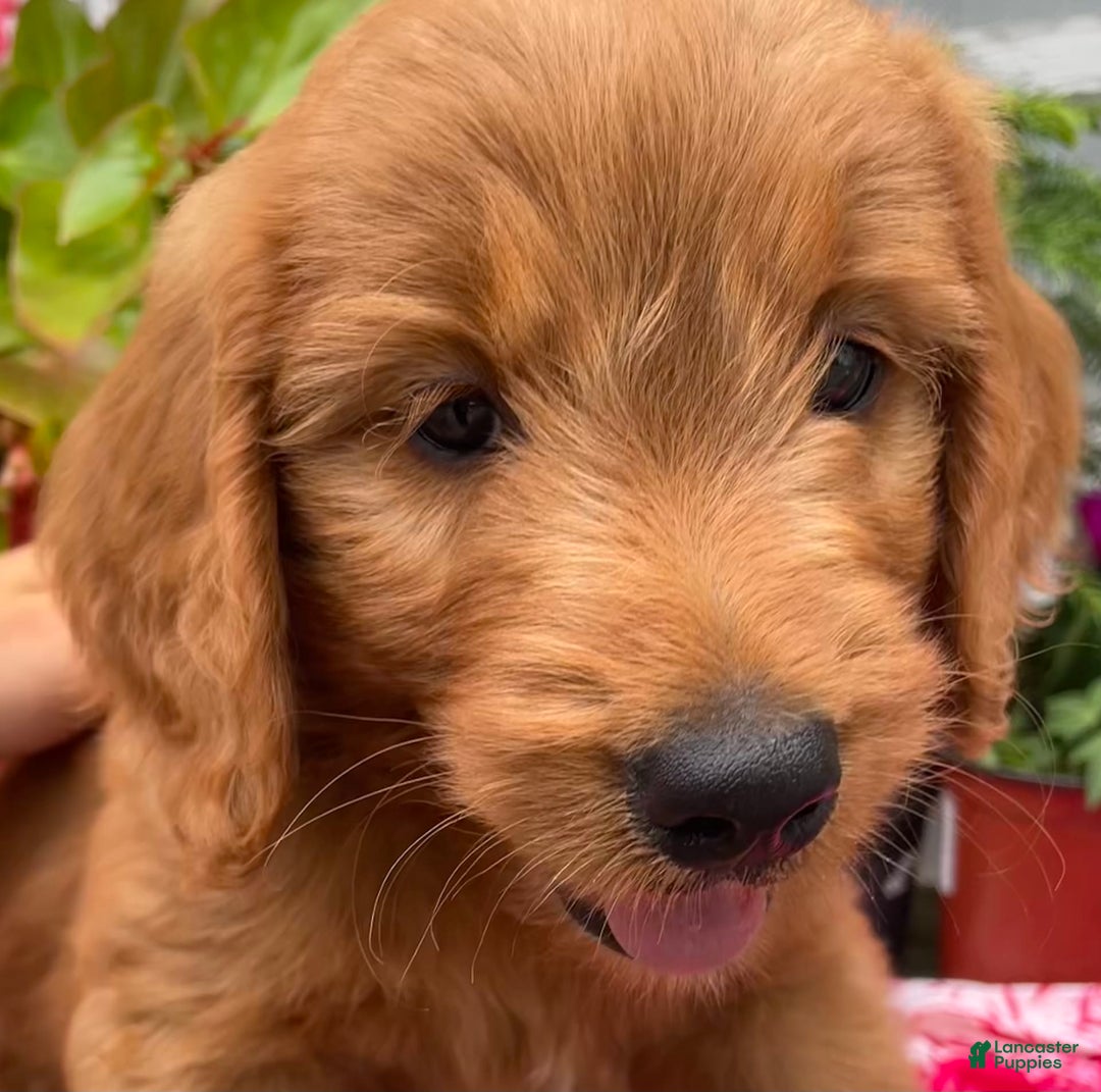Goldendoodle dogs for sale: Andy - Image 13