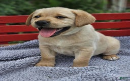 Labrador Retriever dogs for sale: Rainey - Image 8