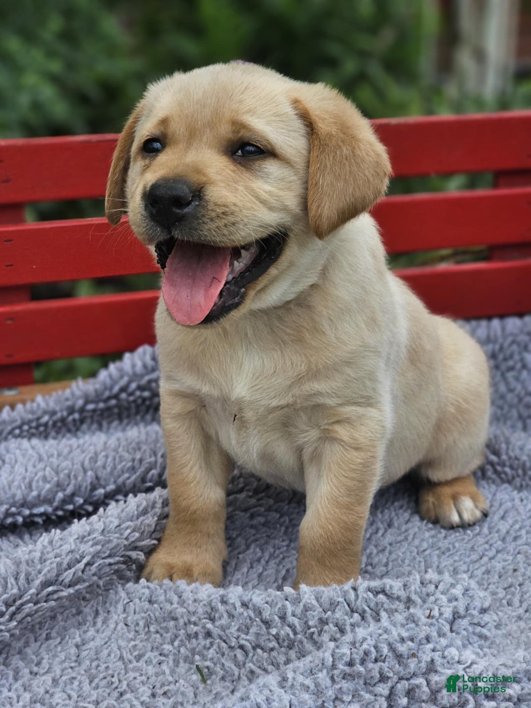 Labrador Retriever dogs for sale: Rainey - Image 8