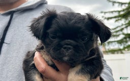 French Bulldog dogs for sale: Bugsy - Image 7