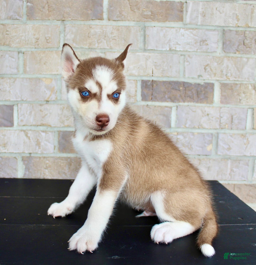 Siberian Husky dogs for sale: Ace - Image 3