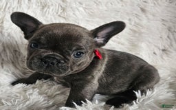 French Bulldog dogs for sale: Marco - Image 6