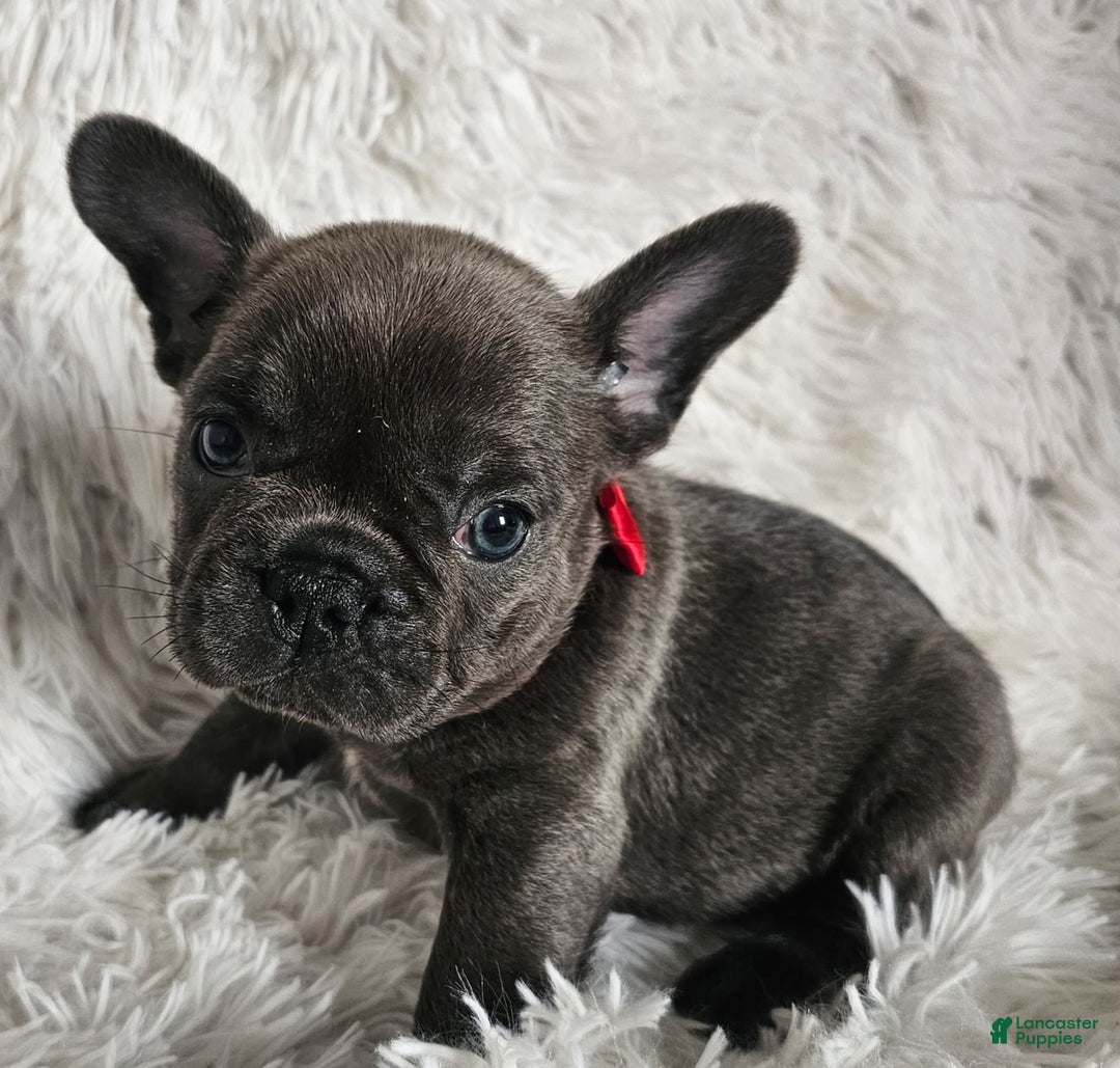 French Bulldog dogs for sale: Marco - Image 6