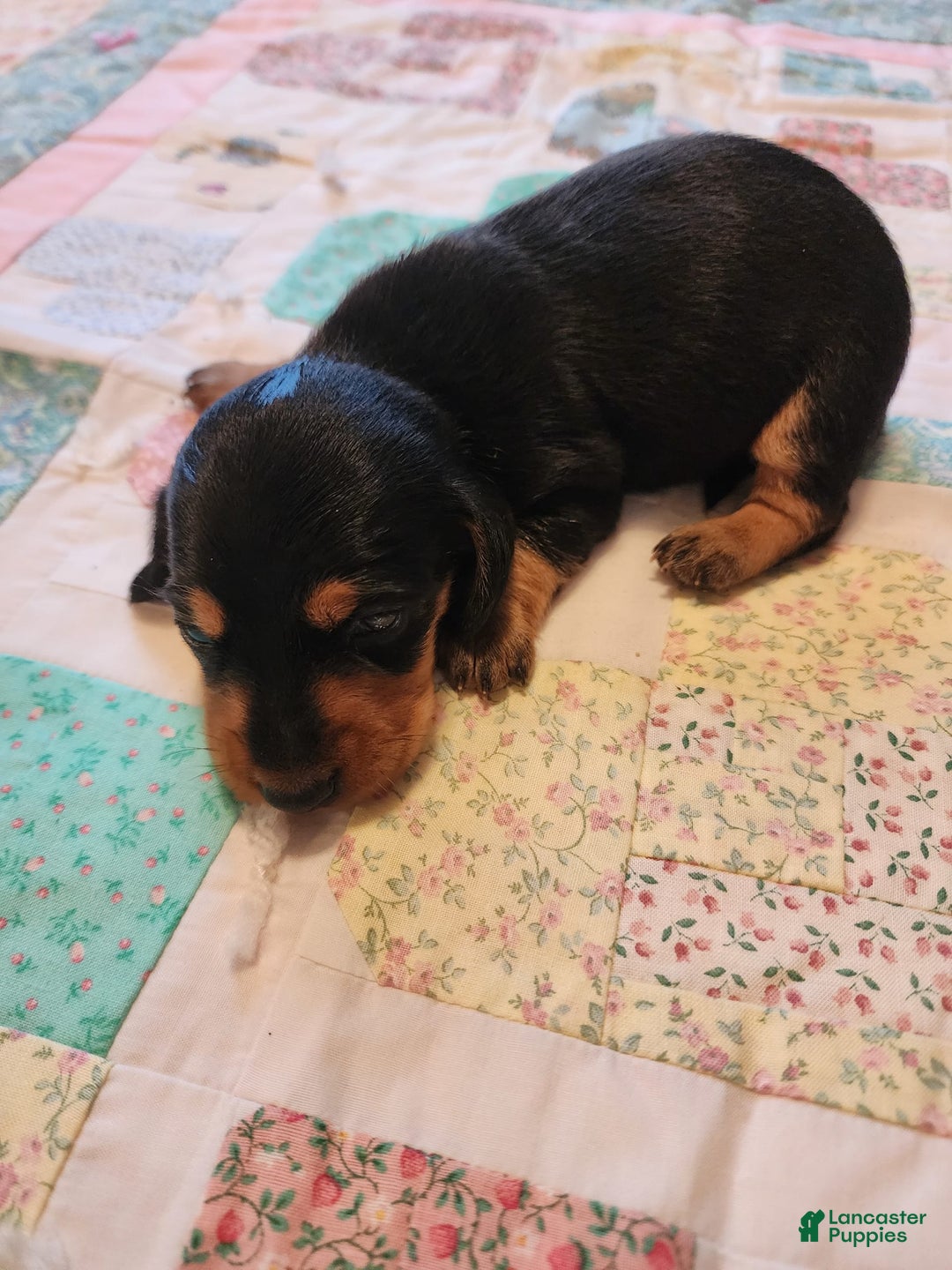Miniature Dachshund dogs for sale: Perry - Image 11