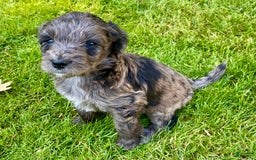 Aussiedoodle dogs for sale: Milo - Image 2