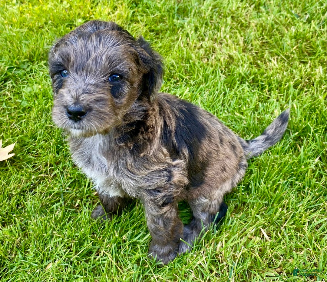 Aussiedoodle dogs for sale: Milo - Image 2