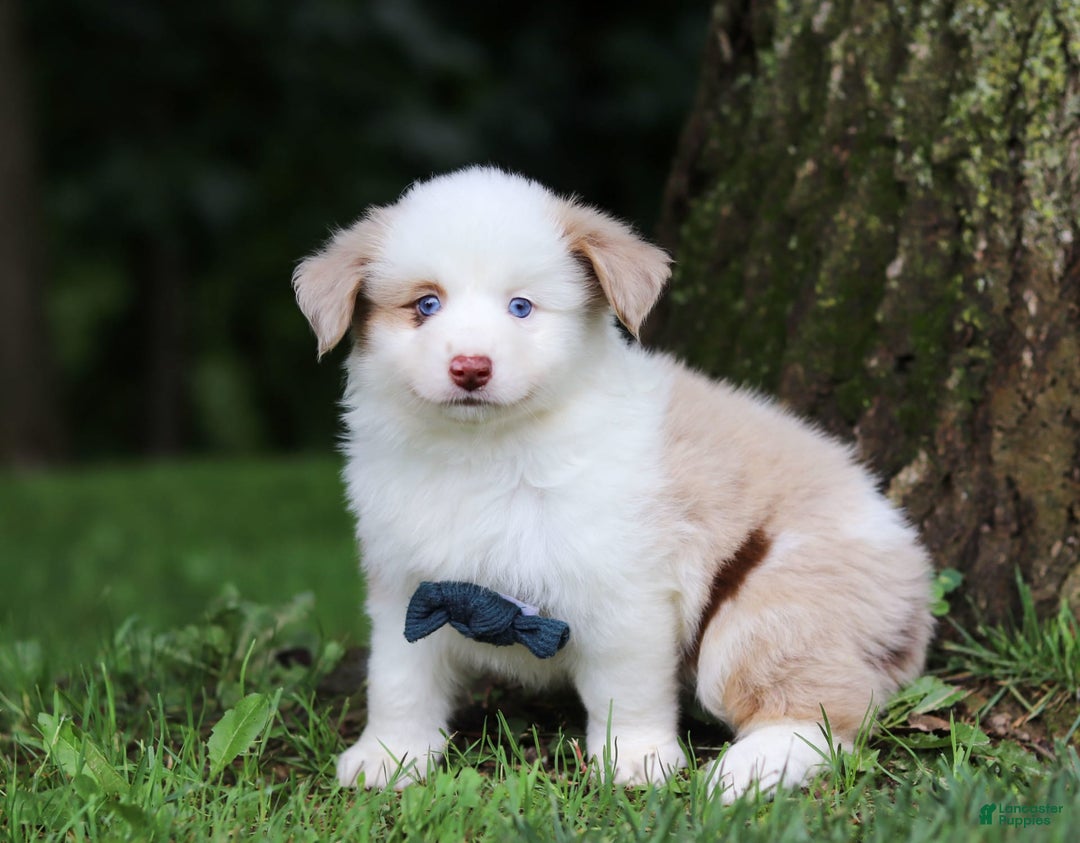 Miniature Australian Shepherd dogs for sale: Frisky - Image 3