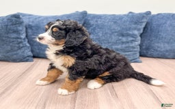 Mini Bernedoodle dogs for sale: Grace - Image 10