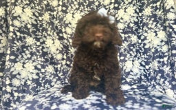 Cockapoo dogs for sale: Birdie - Image 5