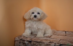 Maltipoo dogs for sale: Rebecca - Image 9
