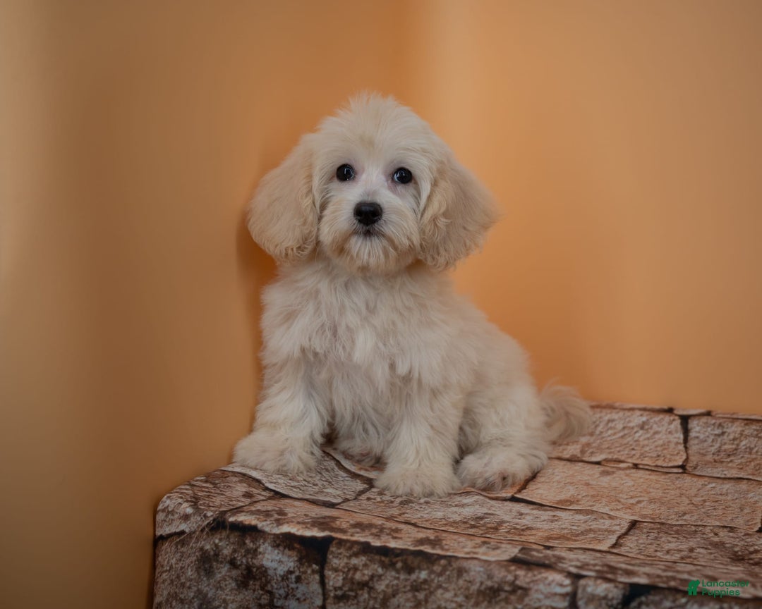 Maltipoo dogs for sale: Rebecca - Image 9