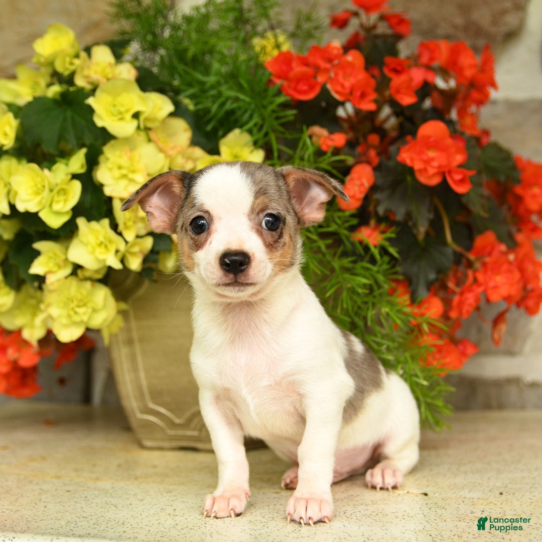 Chihuahua dogs for sale: Spot - Image 2