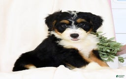 Mini Bernedoodle dogs for sale: Skye - Image 6