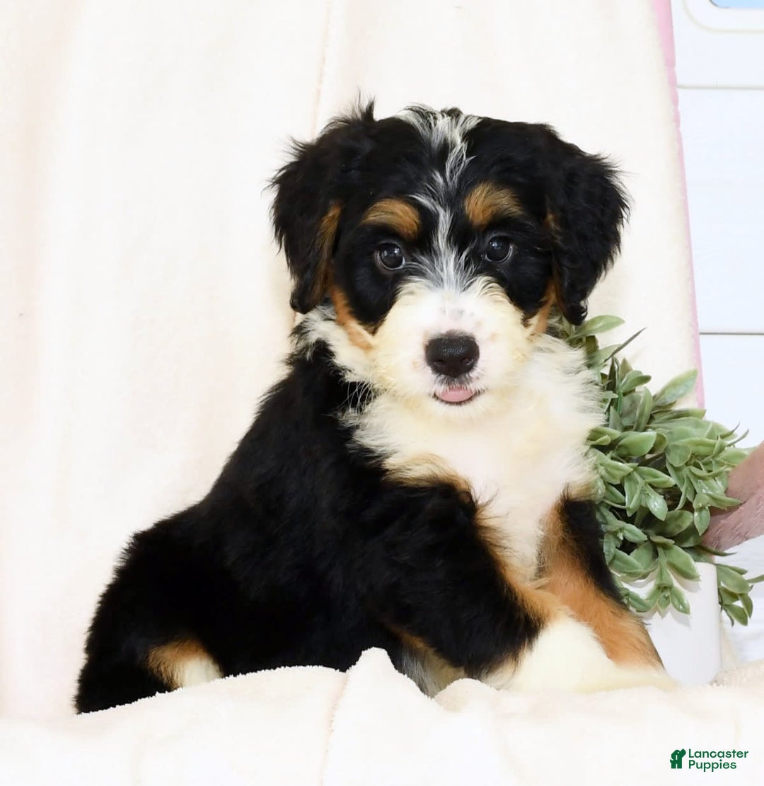 Mini Bernedoodle dogs for sale: Skye - Image 6
