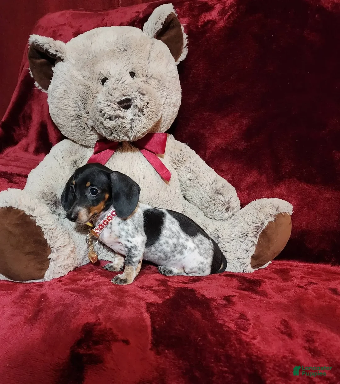 Miniature Dachshund dogs for sale: DOTTIE - Image 5