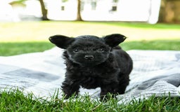 Yorkiepoo dogs for sale: Moose Tracks - Image 1