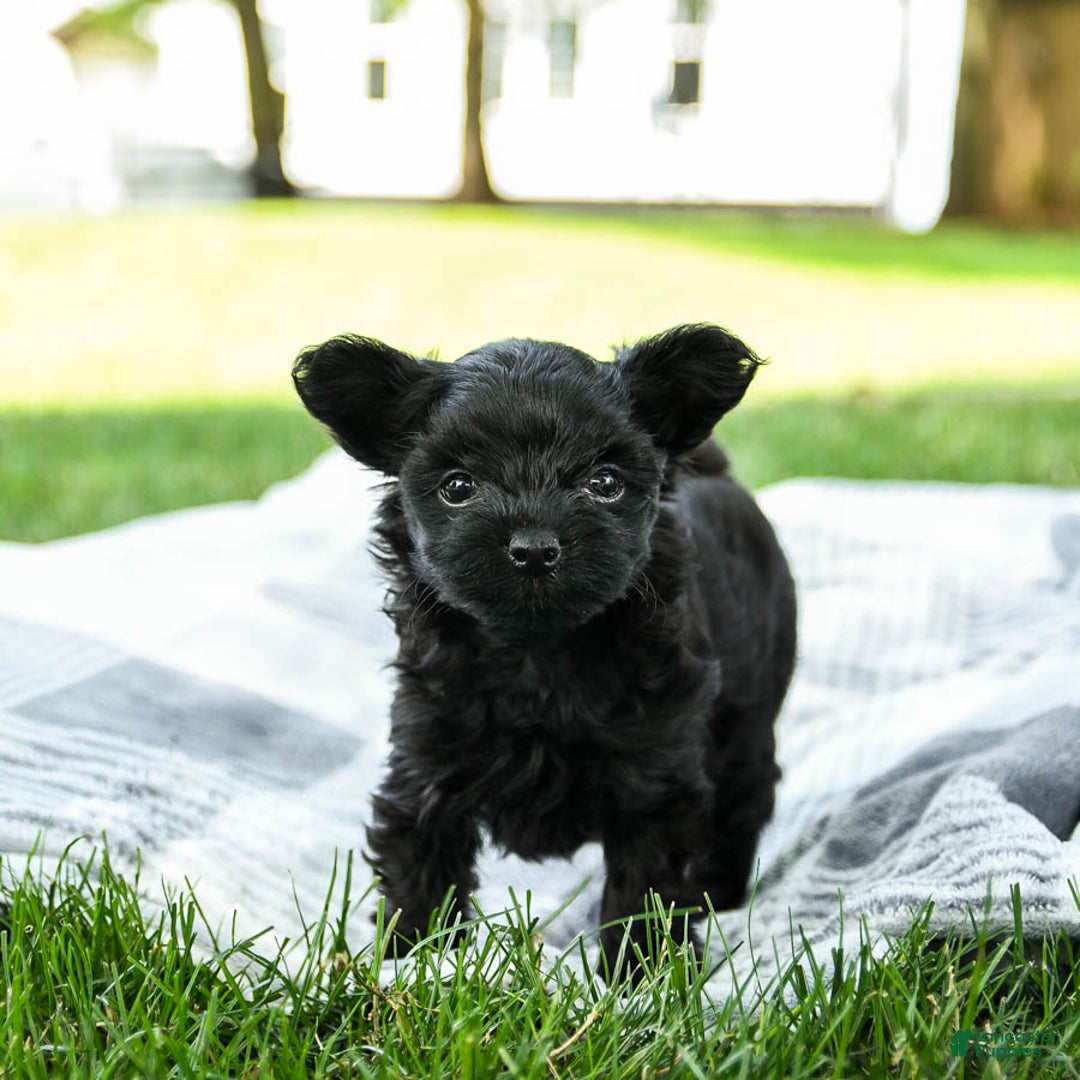Yorkiepoo dogs for sale: Moose Tracks - Image 1