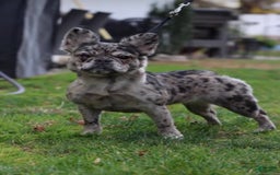French Bulldog dogs for sale: Snickers The Fluffy - Image 7