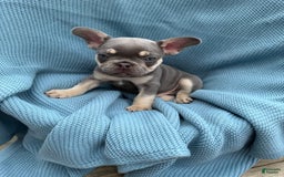 French Bulldog dogs for sale: Blaze - Image 5