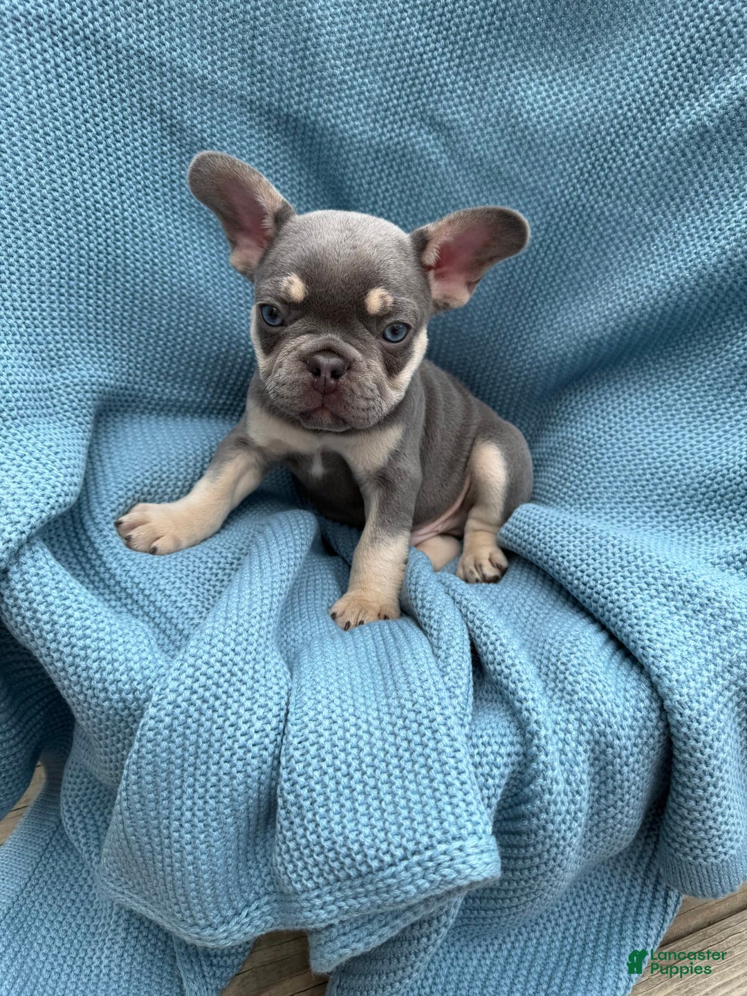 French Bulldog dogs for sale: Blaze - Image 5