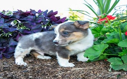 Welsh Corgi Pembroke dogs for sale: Arlo - Image 1