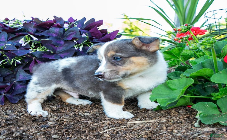 Welsh Corgi Pembroke dogs for sale - Ad 1