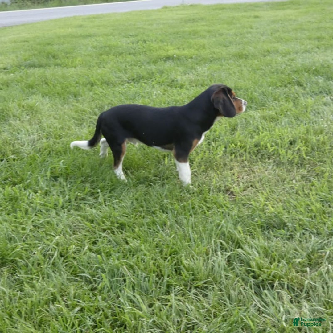 Beaglier dogs for sale: Eugene - Image 1