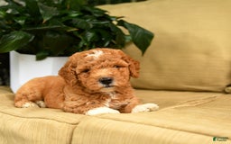 Mini Goldendoodle dogs for sale: Hershey - Image 5