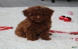 Toy Poodle dogs for sale: Eleanor - Image 20
