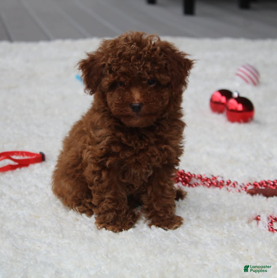 Toy Poodle dogs for sale: Eleanor - Image 20