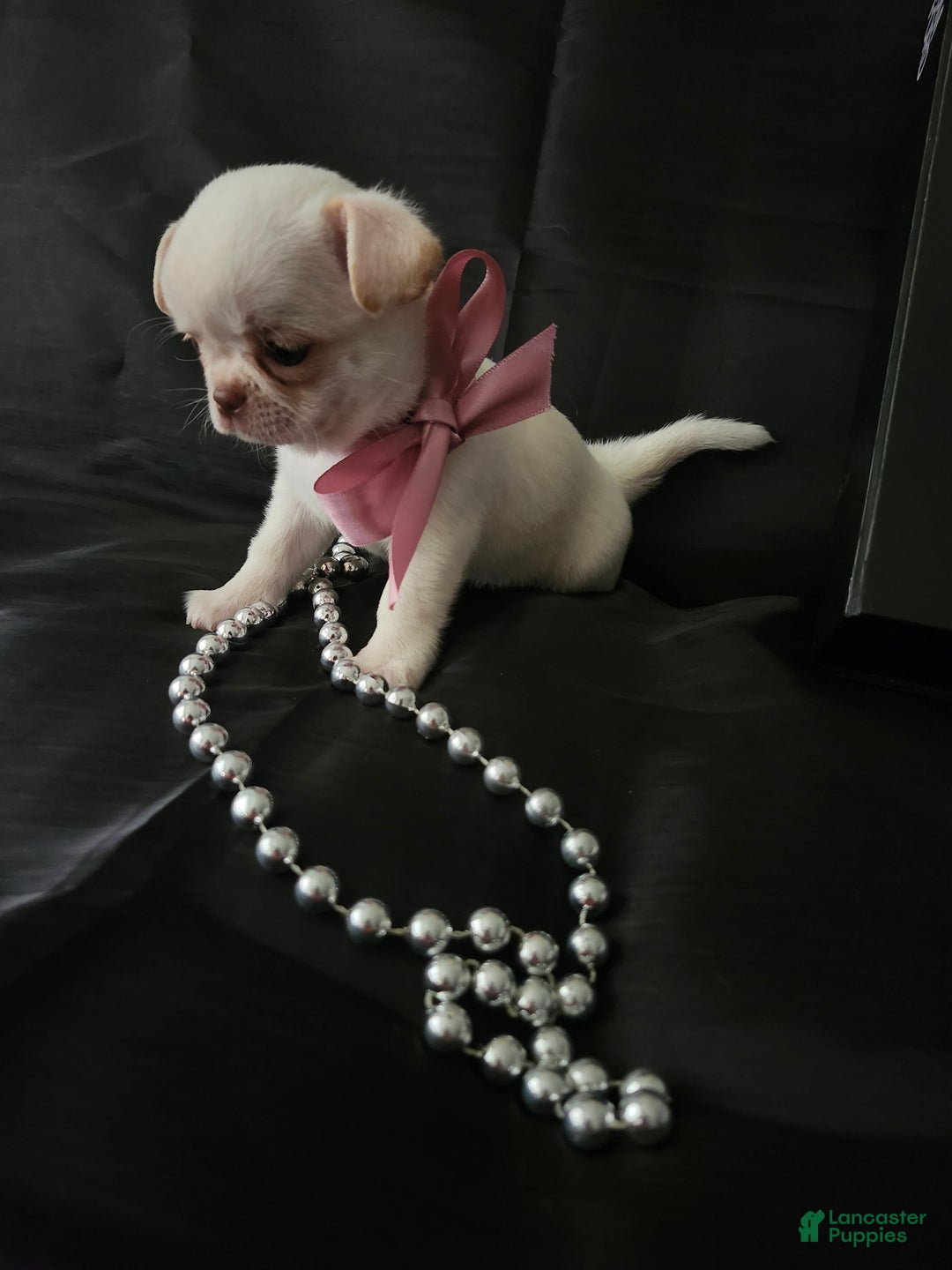 Chihuahua dogs for sale: Chanel - Image 3