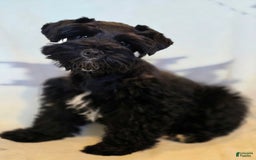 Miniature Schnauzer dogs for sale: Akc Shadow - Image 5