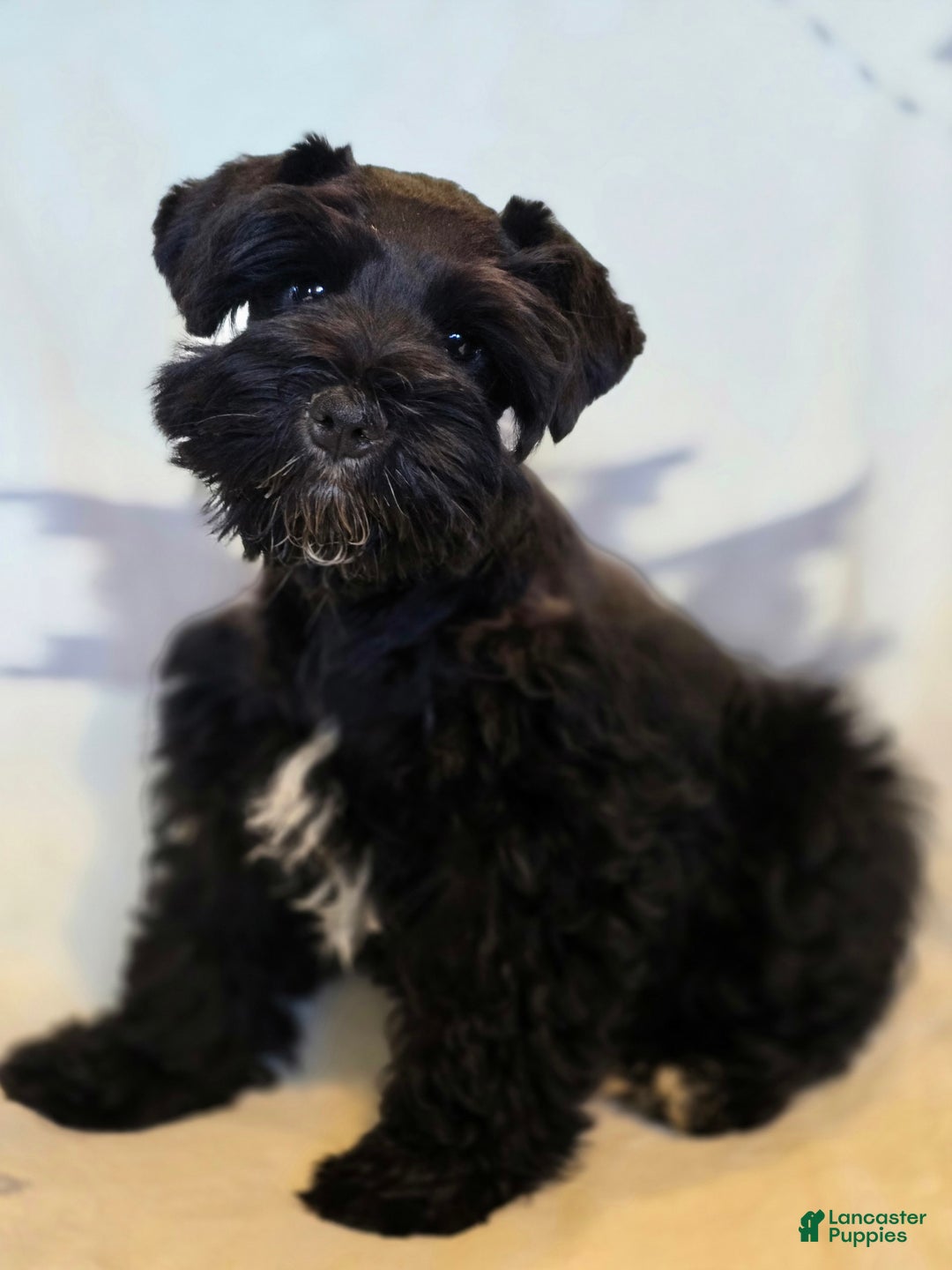Miniature Schnauzer dogs for sale: Akc Shadow - Image 5