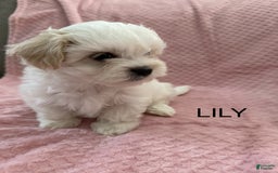 Coton De Tulear dogs for sale: Lily - Image 2