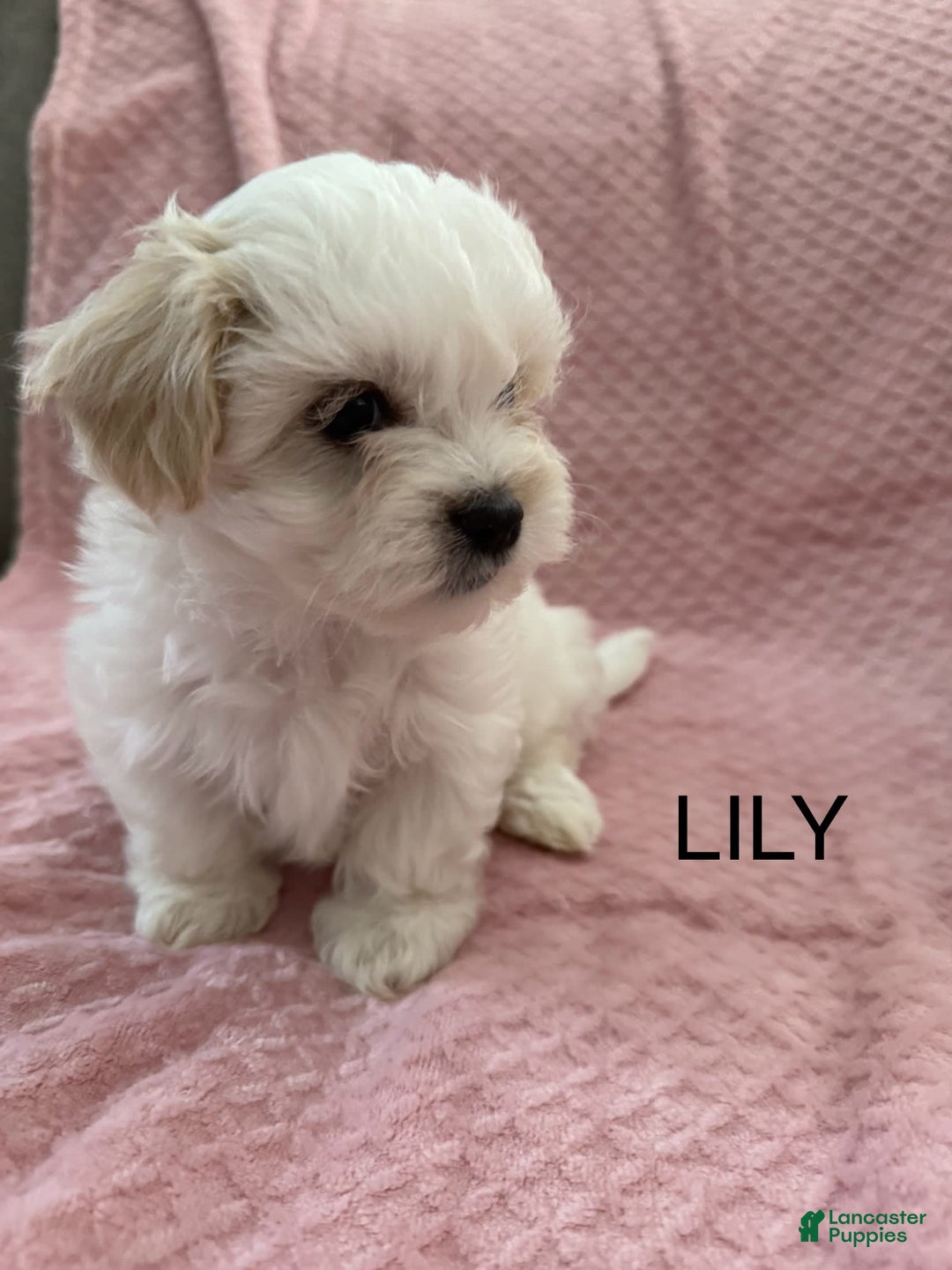 Coton De Tulear dogs for sale: Lily - Image 2