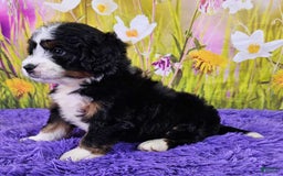 Mini Bernedoodle dogs for sale: Lily - Image 1