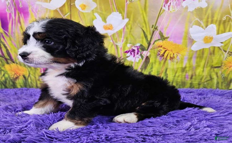 Mini Bernedoodle dogs for sale - Ad 3