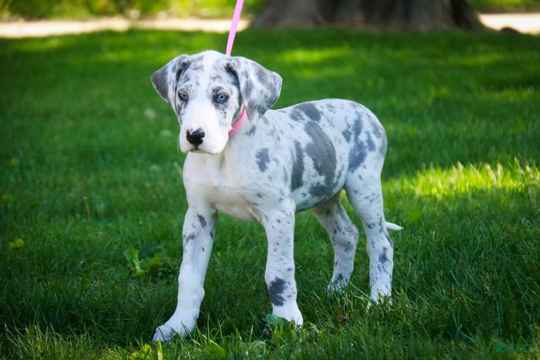 Great Dane dogs for sale: Joujou - Image 6