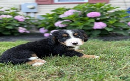 Bernese Mountain Dog dogs for sale: Nash - Image 2