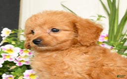 Mini Goldendoodle dogs for sale: Queenie - Image 4