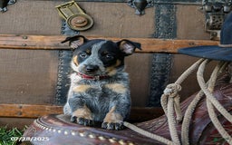 Australian Cattle Dog dogs for sale: Carrie - Image 5