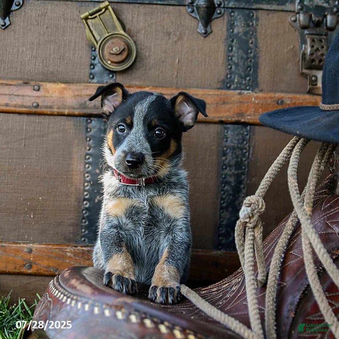 Australian Cattle Dog dogs for sale: Carrie - Image 5