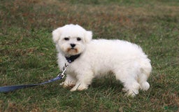 Maltipoo dogs for sale: Yogi - Image 20