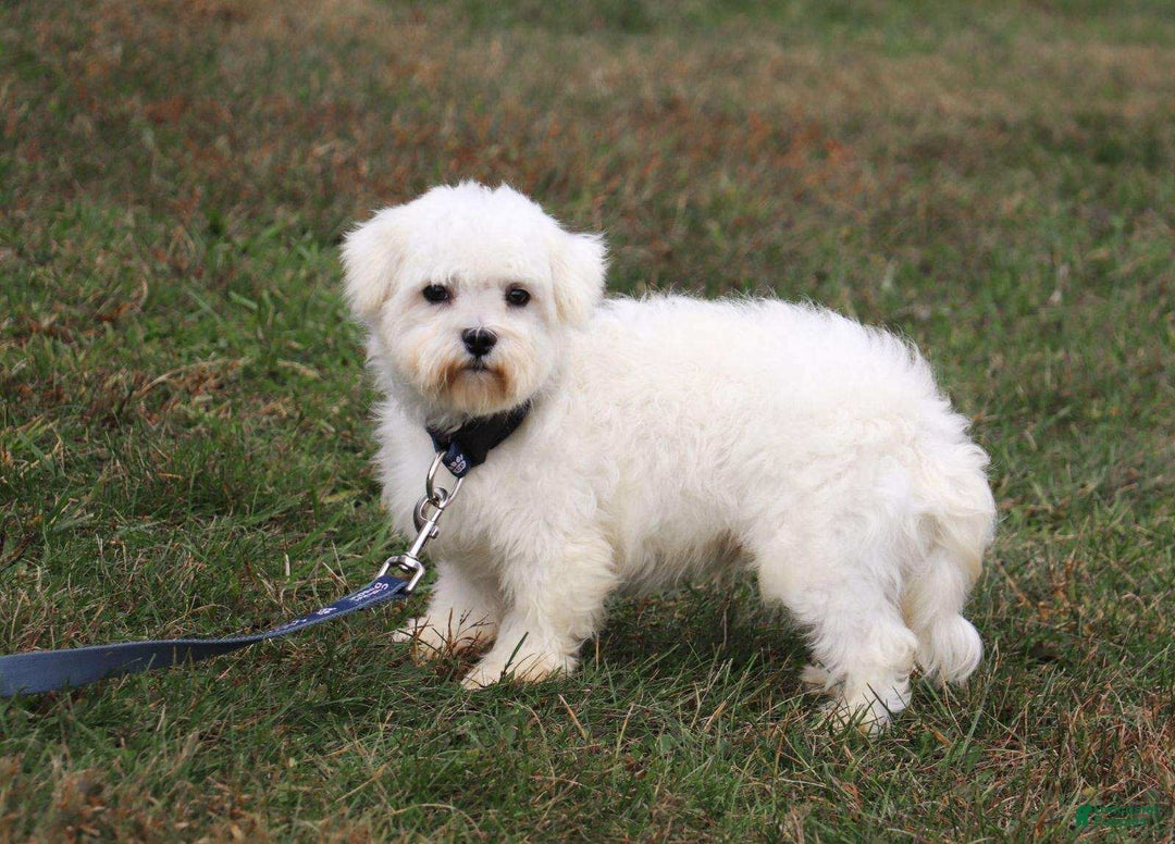 Maltipoo dogs for sale: Yogi - Image 20