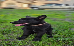 Dutch Shepherd dogs for sale: Puppy - Image 6