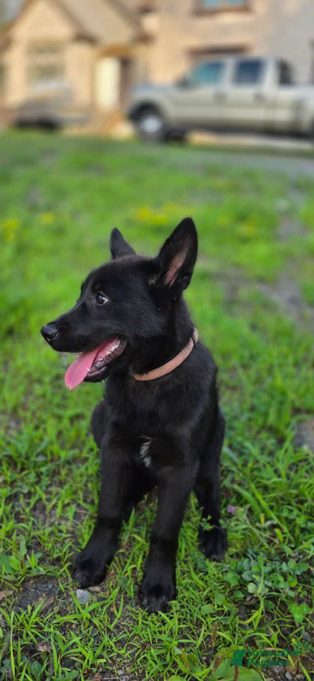 Dutch Shepherd dogs for sale: Puppy - Image 6